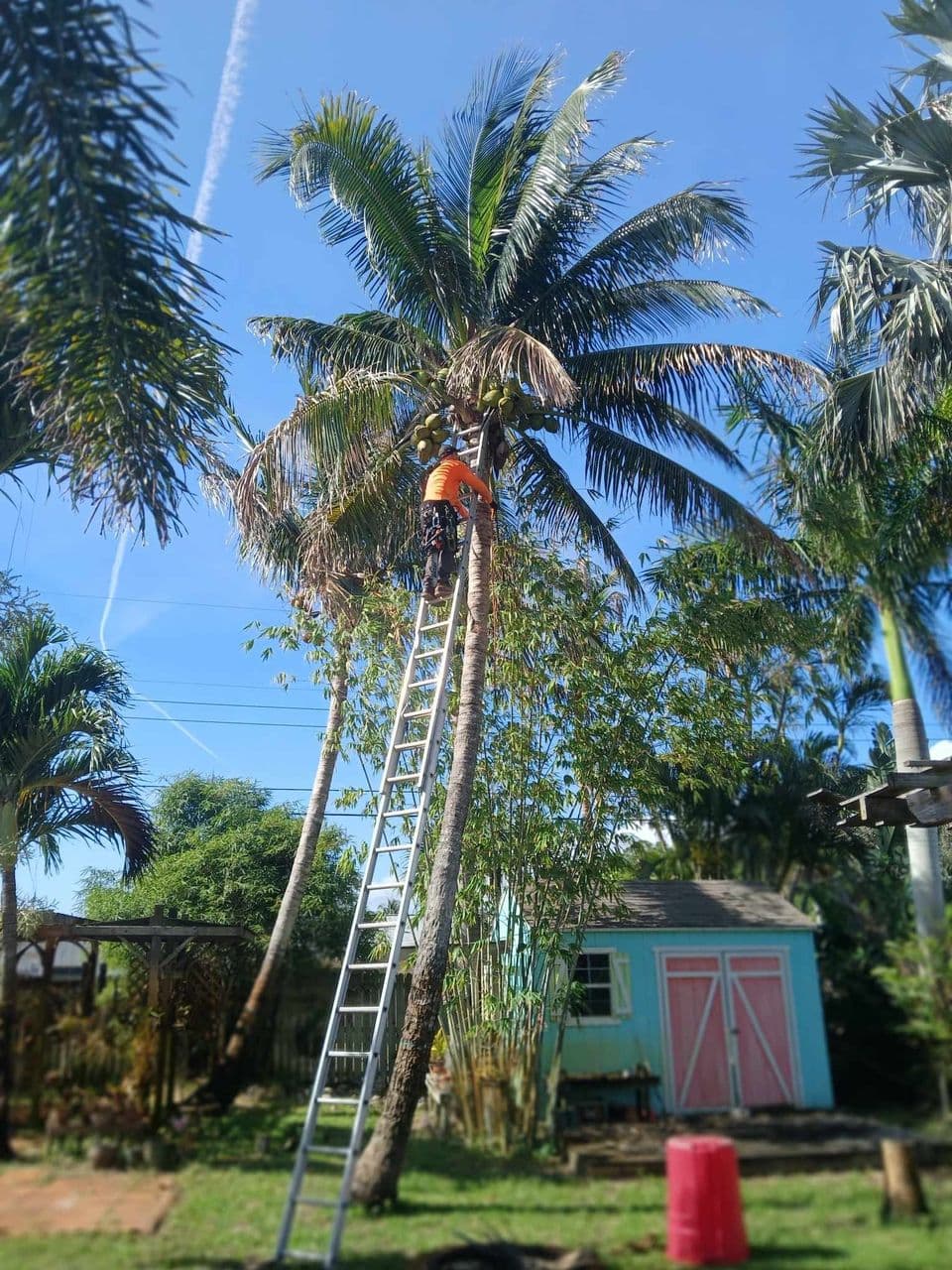 Climber harvesting coconuts high on a tall coconut palm against a bright blue sky