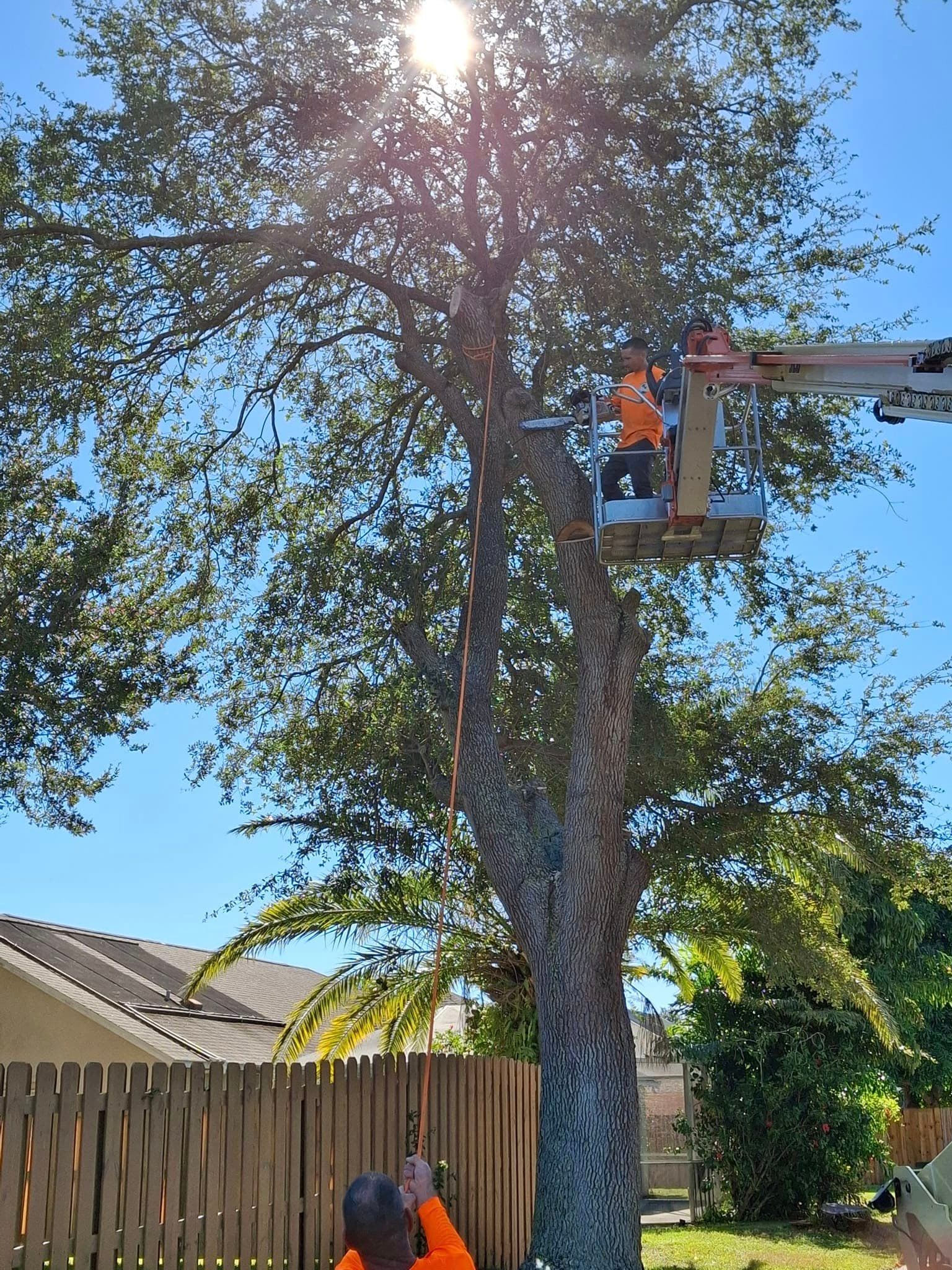 Bucket lift high in a live oak canopy with sunlight breaking through the leaves