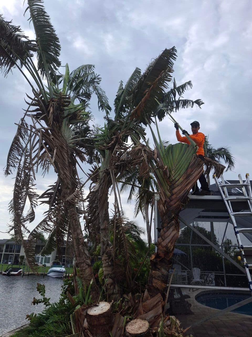 Trimming storm-damaged palms at a waterfront home on the canal